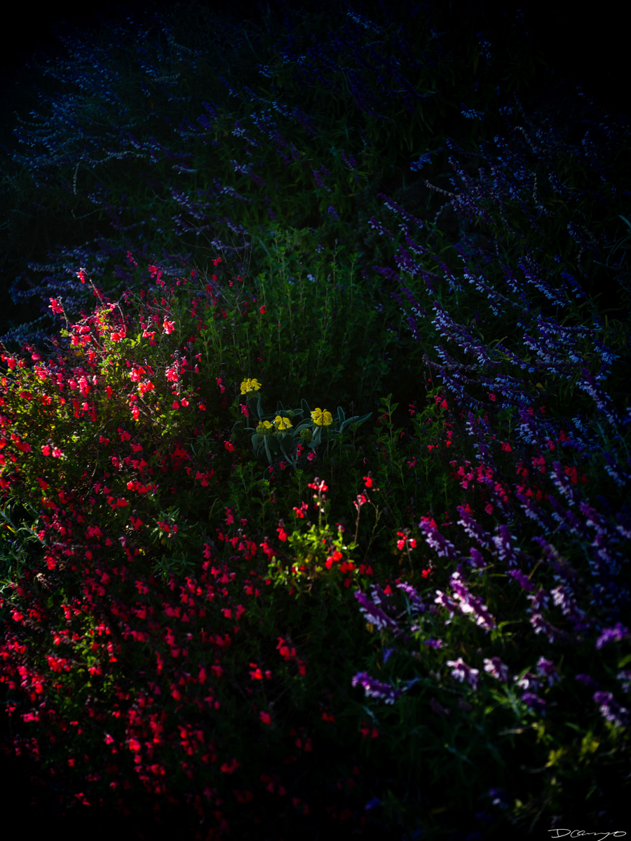 Pretty things that I wanted to take pictures of around Berkeley in 2023.